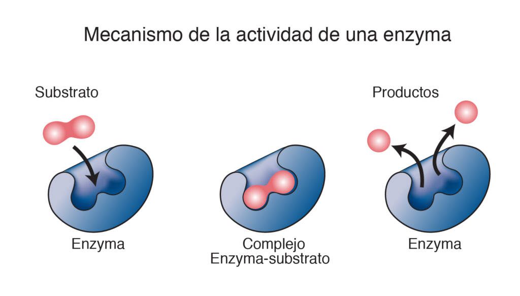 Histaminosis que es